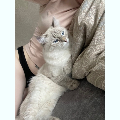 ��� ������� ���� �������� ����� 